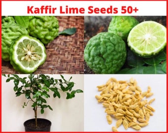 Kaffir Lime Seed(Citrus Hystrix) Lime seeds-Mauritius Papeda/Makrut Lime seeds-Best Lemon seeds 50+ Pack fruit seeds