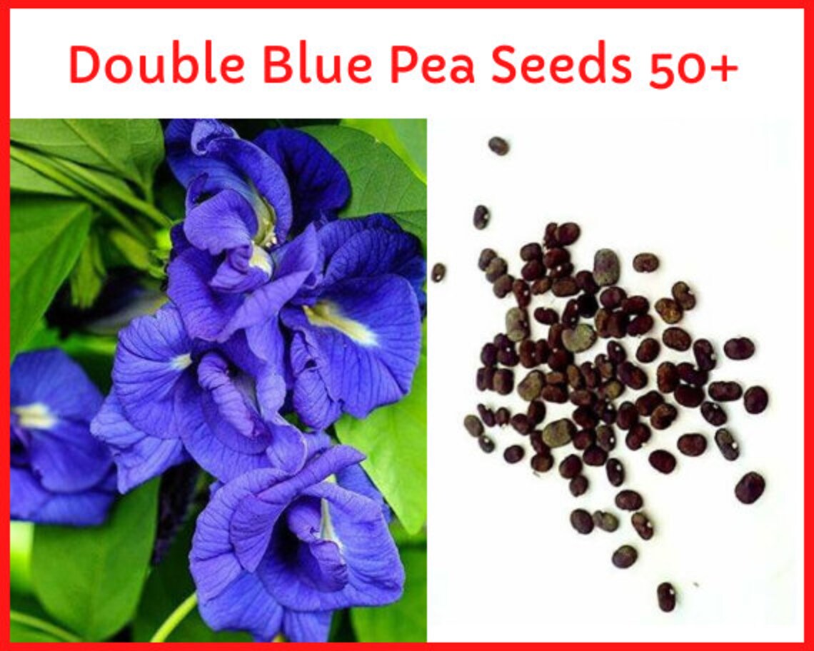 Blue Butterfly Pea Flower SeedsBlue Pea SeedsBest Organic Etsy