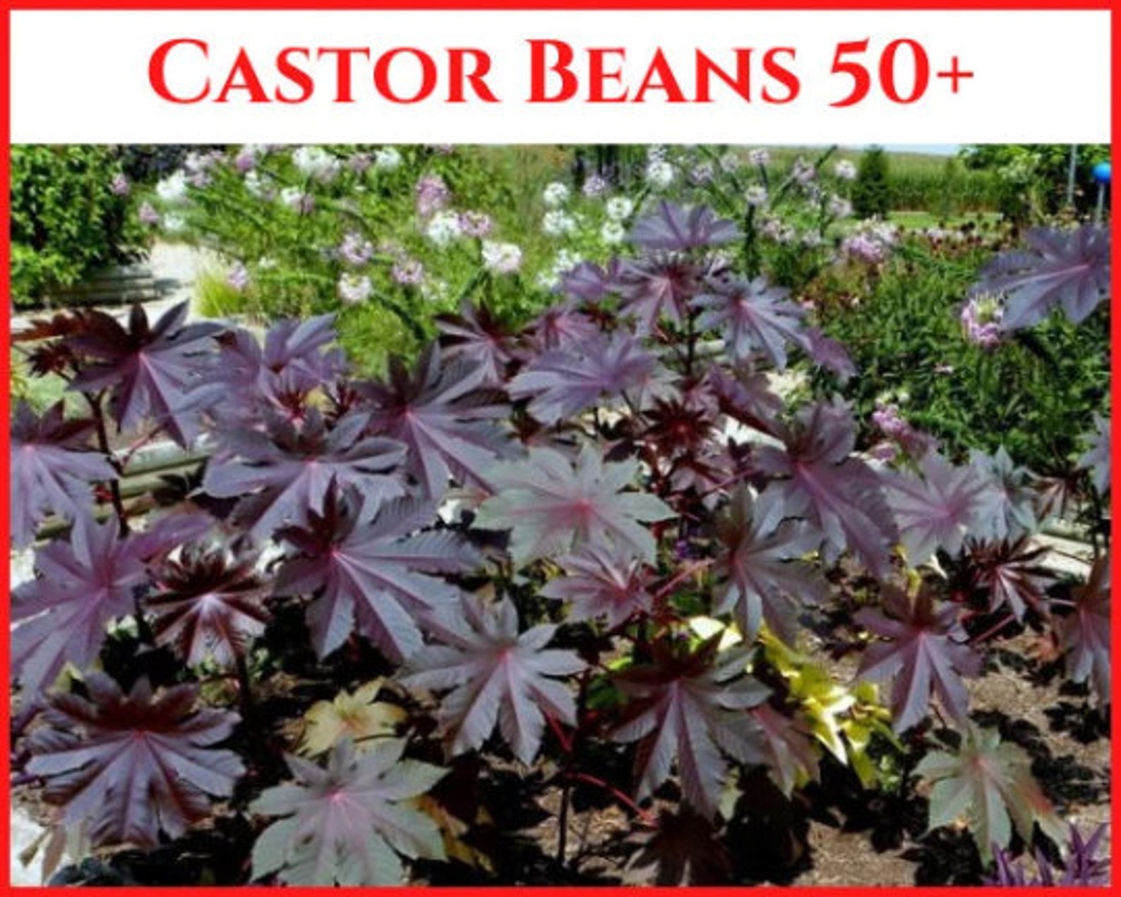 Castor Beans ricinus Communis Black Castor Seedscastor Oil Plant