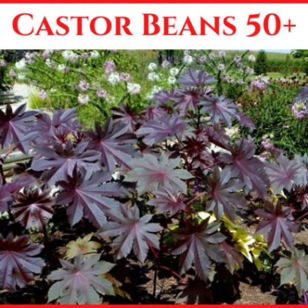 Castor Beans (Ricinus Communis)  Black Castor Seeds-Castor Oil Plant/Outdoor Plants seeds/ Red castor seeds