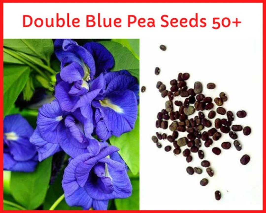 Blue Butterfly Pea Flower Seedsblue Pea Seedsbest Garden Flower Seeds/butterfly Pea Vine Seeds