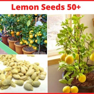 Lemon seeds-Bonsai Lemon Tree Seeds/Lemon Tree Seeds-Yellow Fruit seeds for Garden Seeds/Citrus seeds