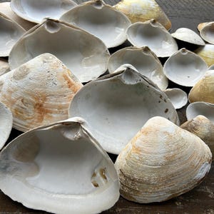 Natural Clam Shells for Crafts, Wedding gifts, Ornaments, Decoupage and more - unfinished