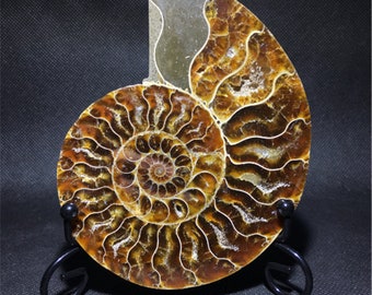 Details about  / 1pc Natural Ammonite Fossil Conch quartz Crystal Specimen Reiki Healing 200g+
