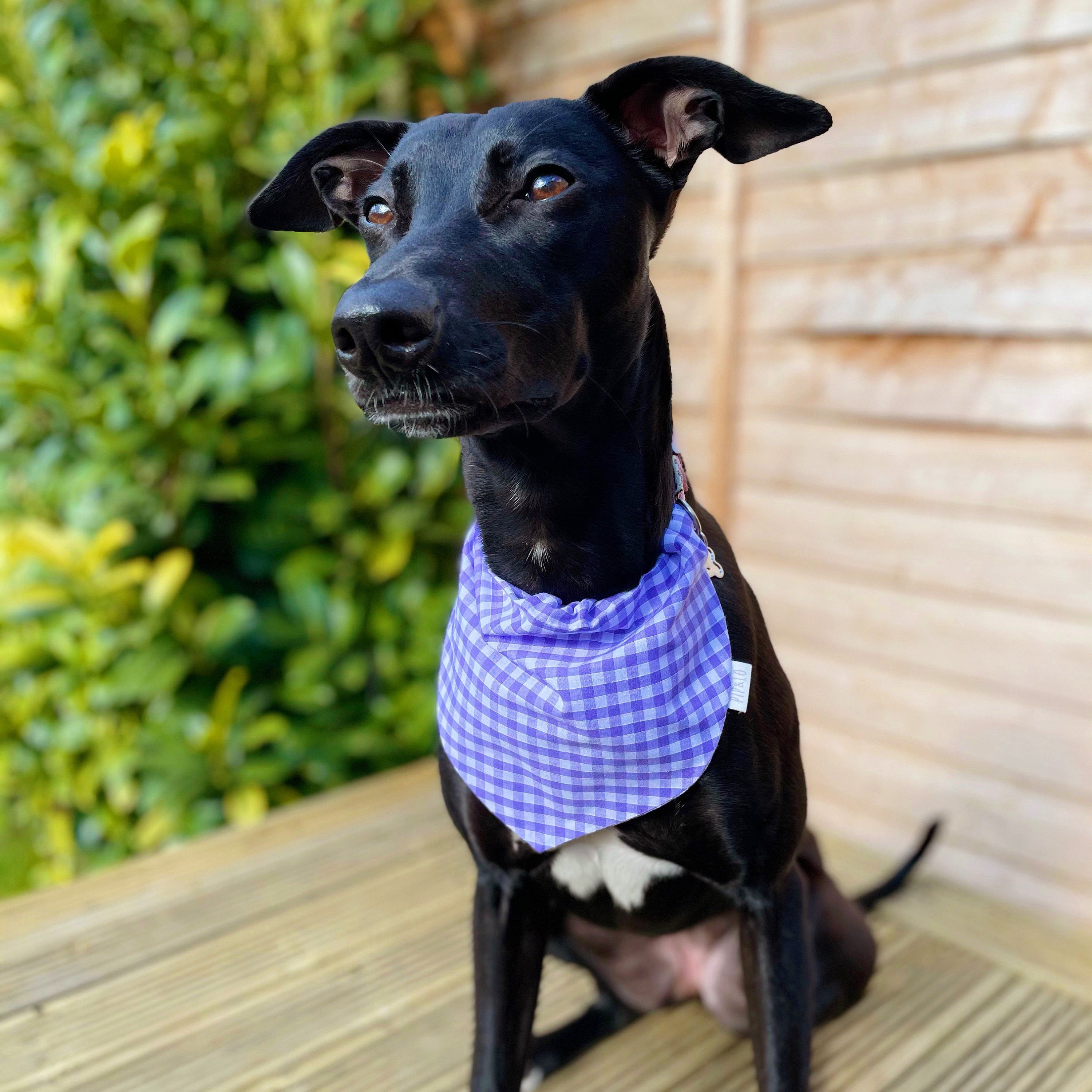 Bandana LILAC GINGHAM Hund Bandana Gingham Bandana süße Etsy
