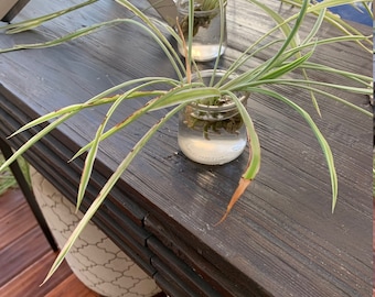 Live Spider Plant Cutting