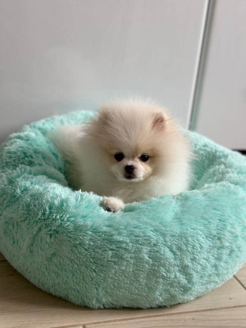 Premium Fluffy Pet Bed for Dogs and Cats Fluffy Dog Bed Etsy UK