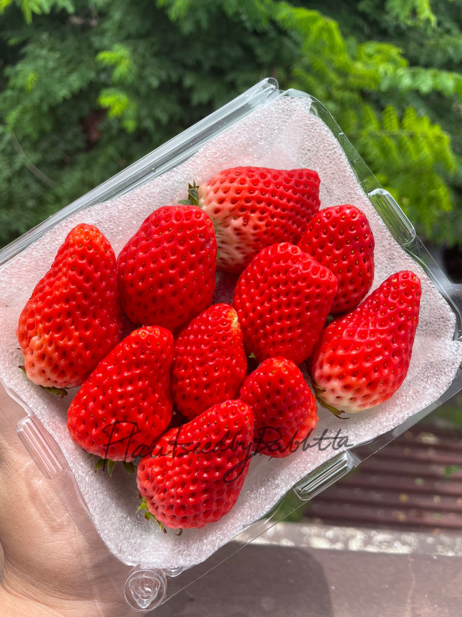 Akihime Japanese Strawberry Seeds Etsy