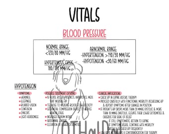 May include: A pink and white illustrated guide to understanding blood pressure in dogs. The guide includes normal and abnormal ranges, symptoms, possible treatment options, and clinical implications for both hypotension and hypertension.