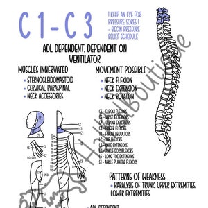 Spinal Cord Injury (SCI), Occupational Therapy, Physical Therapy, Back Injury, Myotomes, Study Guide, PDF