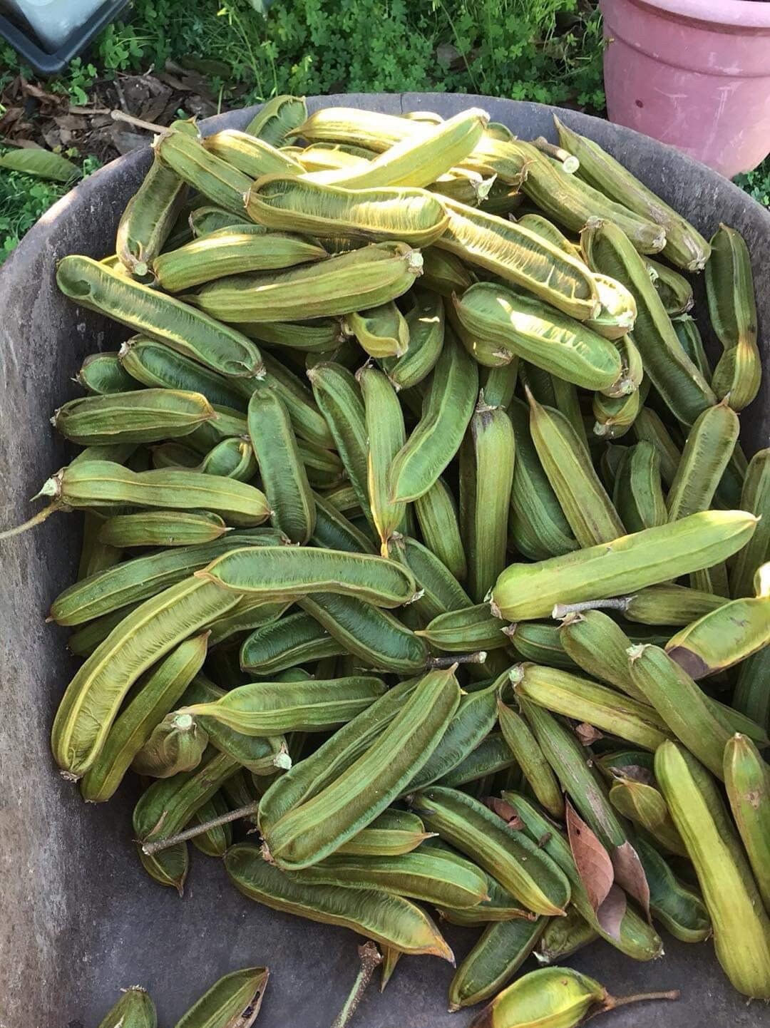 Ice Cream Bean Fruit inga Edulis //100 Organic Grown From California