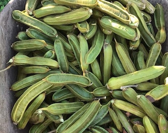 Ice Cream Bean Fruit (Inga edulis) //100% Organic Grown from California.