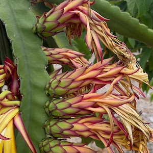 May include: A dragon fruit cactus stem featuring multiple developing flower buds. The buds display a gradient of green, yellow, and deep magenta scales. The elongated, succulent green stem provides a base for the clustered, pointed floral structures that extend outward in various stages of growth and maturation.