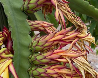 Dragon Fruit Plants(Cuttings)