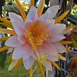 Dragon Fruit Plants(Rootings)