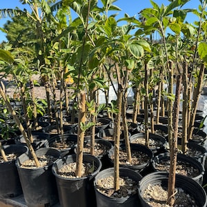 African Bitter Leaf Plant