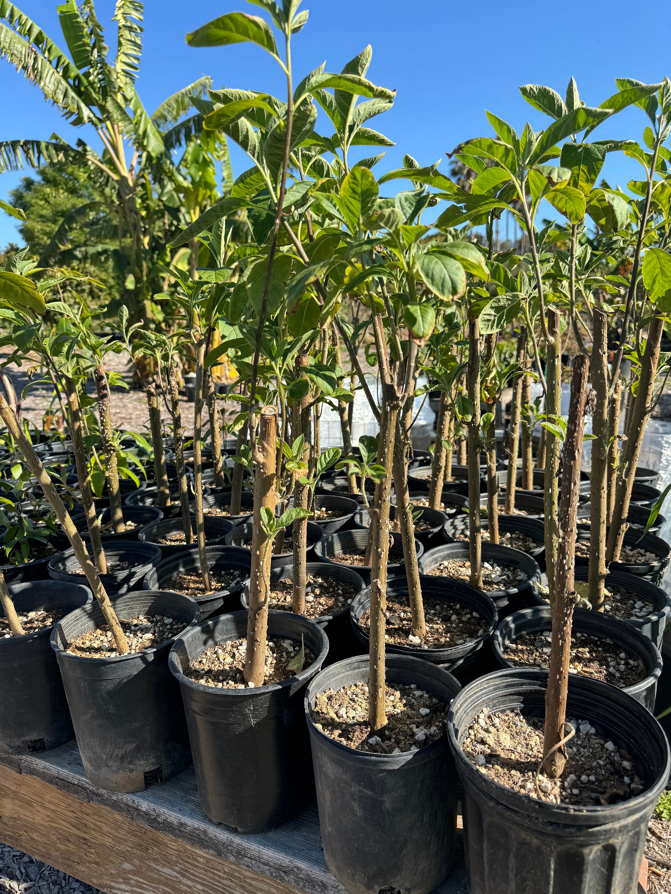 African Bitter Leaf Plant