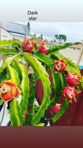 Dragon Fruit Plants(Cuttings)