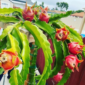Dragon Fruit Plants(Cuttings)