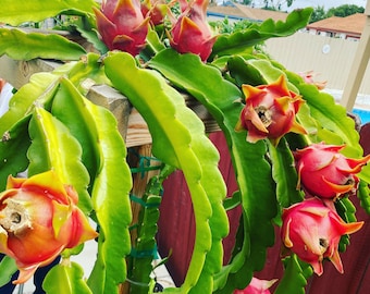 Dragon Fruit Plants(Cuttings)