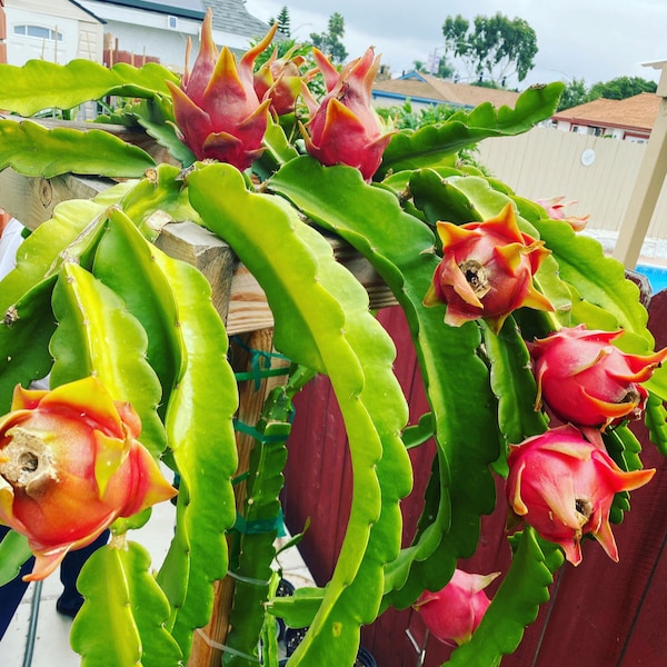 Dragon Fruit Plants(Cuttings)