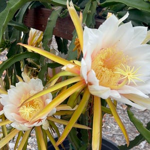 May include: Two large dragon fruit flowers blooming on a green cactus plant in a dark gray pot. The flowers feature white petals, yellow-tipped sepals, and a dense center of yellow stamens. The cactus has long, segmented, green stems.