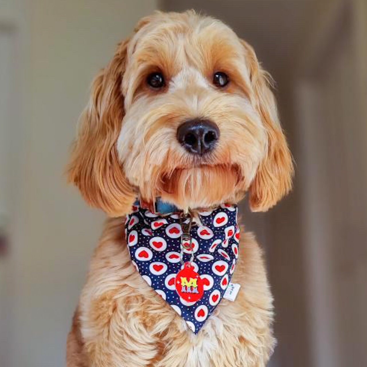 Red Dog Tag Dog Name Tag UK Cat Name Tag New Puppy Gift Etsy UK