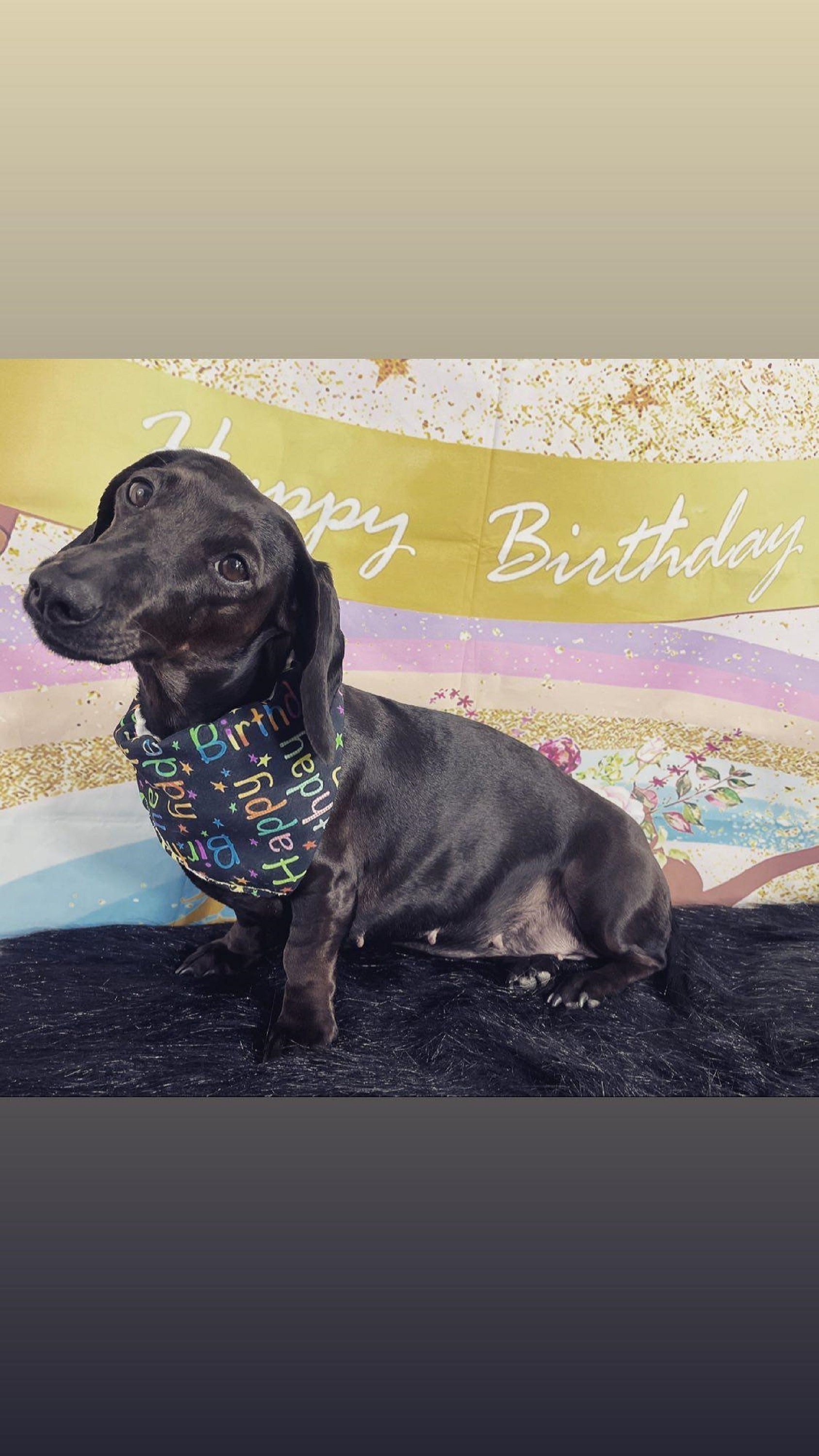 Bandana ou Nœud Papillon Happy Birthday