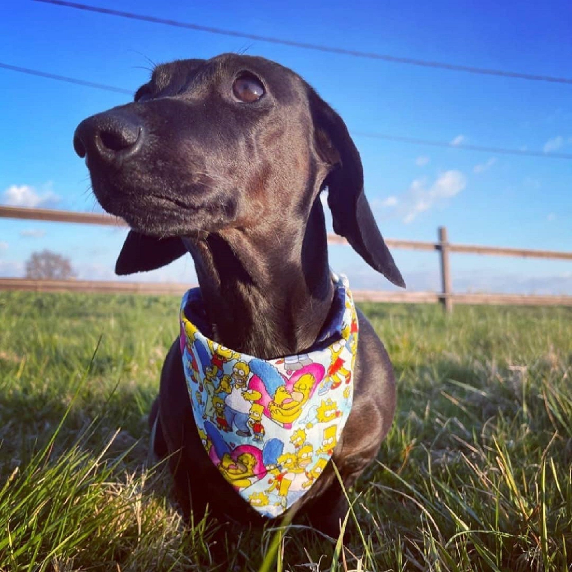 Bandana Reversible ou Nœud Papillon