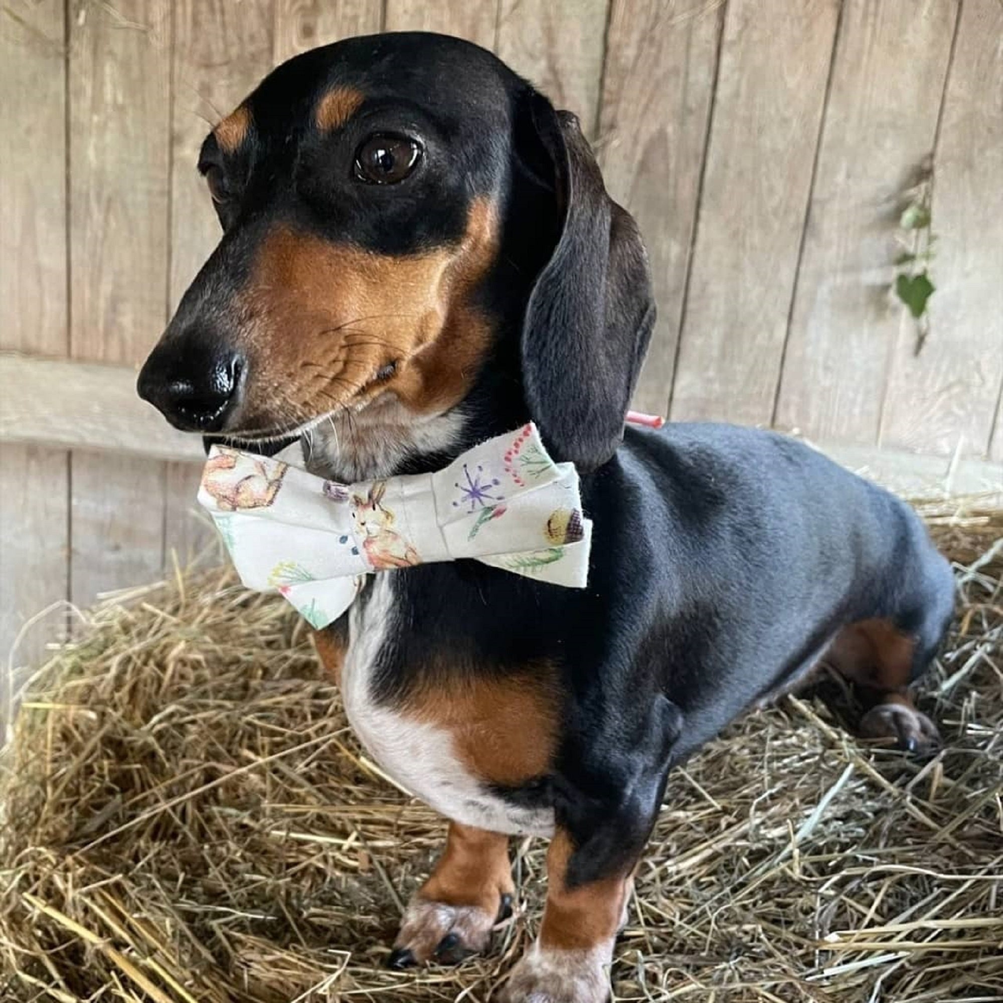 Bandana Paques Motif Lapin Réversible ou Noeud Papillon