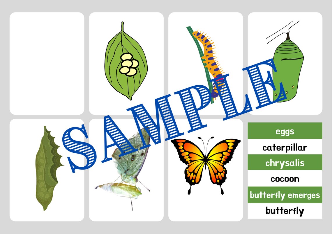 BUTTERFLY LIFE CYCLE Flashcards Life of a Butterfly Etsy