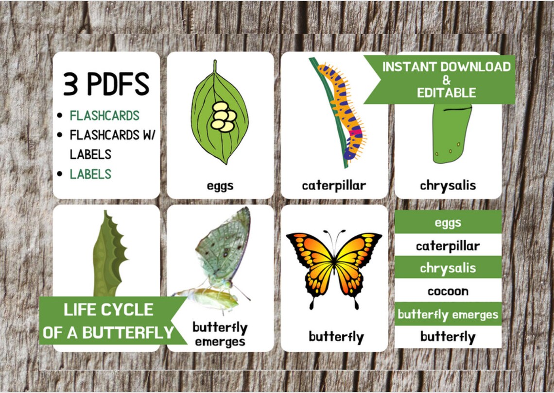 BUTTERFLY LIFE CYCLE Flashcards Life of a Butterfly Etsy