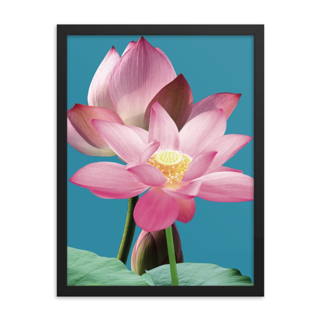 Pink Lotus Flower Framed Poster: Floral Wall Art - Etsy