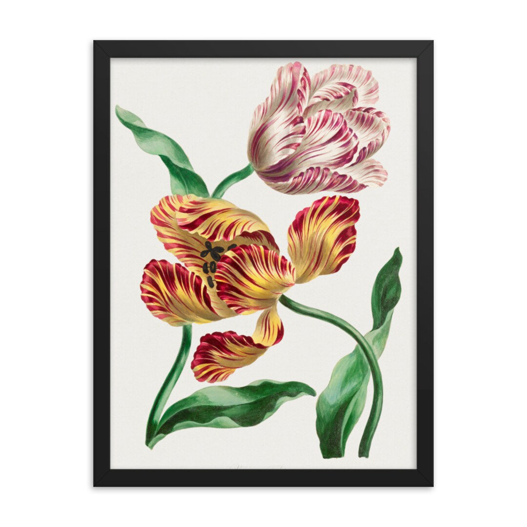 Tulip Framed Art Print: John Edwards Floral Wall Decor - Etsy Canada