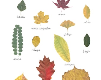 Nomenclature e attività: animali in letargo, frutta e foglie autunnali.