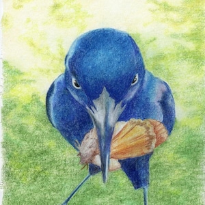 Grackle - 8x10 - High Quality Print - Bird Art - Bird Illustration - Bird Picture - Wall Art - Home Decor