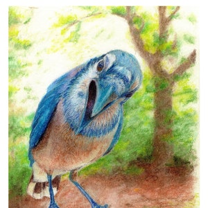 Bluejay - 8x10 - High Quality Print - Bird Art - Bird Illustration - Bird Picture - Wall Art - Home Decor