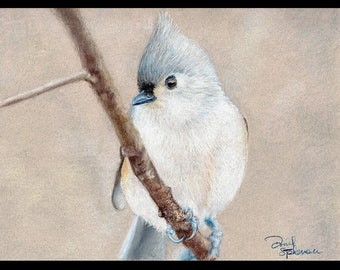 Tufted Titmouse - 8x10 - High Quality Print - Bird Art - Bird Illustration - Bird Picture - Wall Art - Home Decor