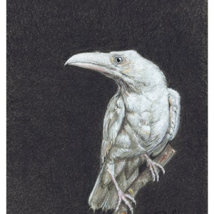 The Brothers Poe 1  - Albino Raven - 8x10 - High Quality Print - Bird Art - Bird Illustration - Bird Picture - Wall Art - Home Decor