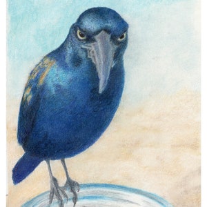 Angry Grackle - 8x10 - High Quality Print - Bird Art - Bird Illustration - Bird Picture - Wall Art - Home Decor