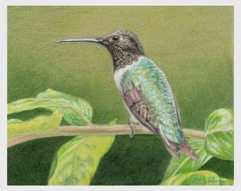 Grüner Kolibri - 8x10 - Hochwertiger Druck - Vogel Kunst - Vogel Illustration - Wildtier Kunst - Wandkunst - Wohndekor