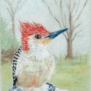 Woodpecker - 8x10 - High Quality Print - Bird Art - Bird Illustration - Bird Picture - Wall Art - Home Decor