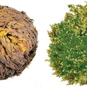 Fleur Jericho AzureGreen - Fleur Séchée Unique - Pour Décoration, Rituels, Artisanat