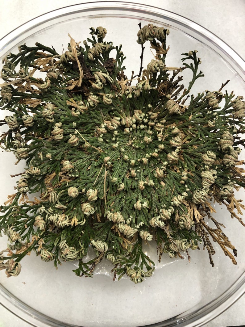 Jericho Flower, Rose of Jericho, Resurrection Flower, Dinosaur Plant