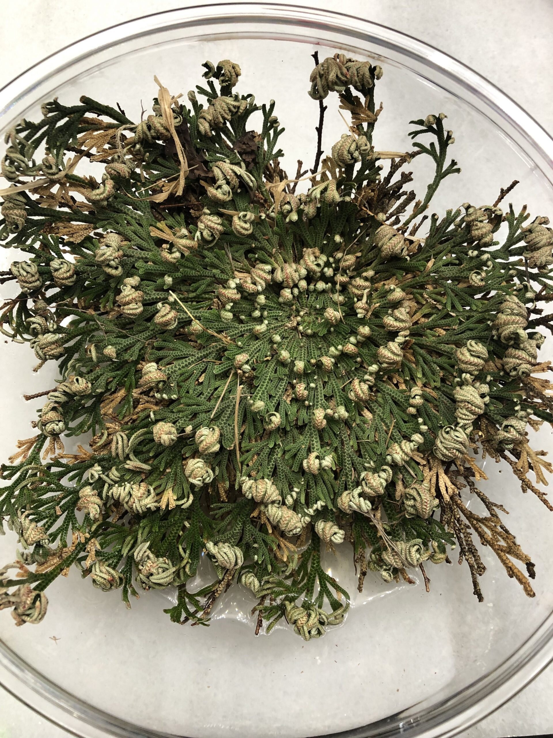 Jericho Flower, Rose of Jericho, Resurrection Flower, Dinosaur Plant