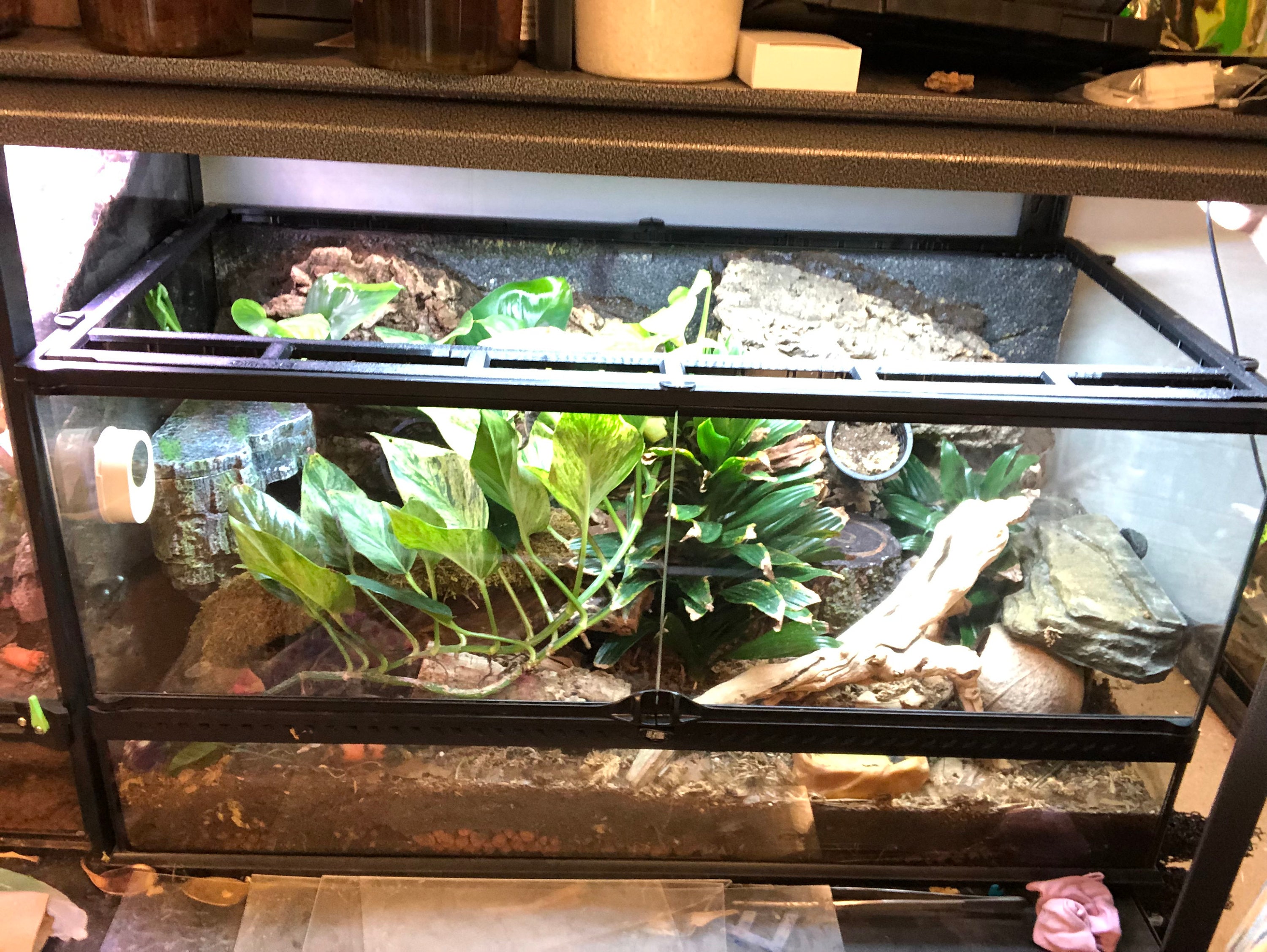 Gallon Reptile Tank Etsy