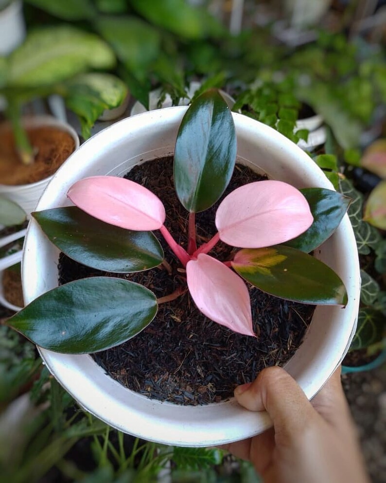 Hot rare philodendron pink congo wholesale tropical plants