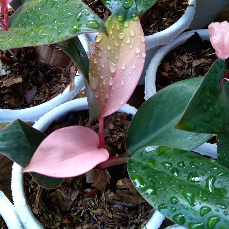 Hot rare philodendron pink congo wholesale tropical plants