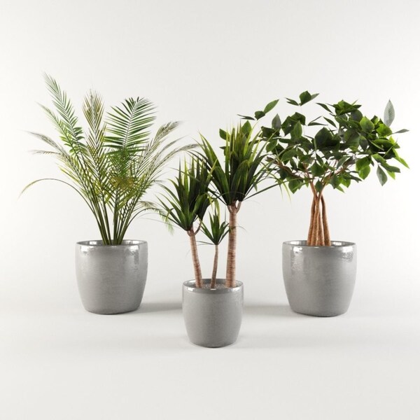 Rare Indoor Plant Pack Design Includes 3 Types Of Plants, Vase Pack  Low-Poly 3D Model / ms, max, fbx, obj, pbr, l-poly Instant Download