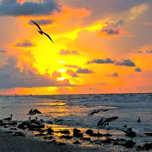 Galveston TX Sunrise | Galveston Beach Sunrise | Texas Beaches | TX Beach and Seagulls Sunrise | Texas Beach Scenery
